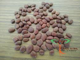 Prosopis Juliflora Seeds